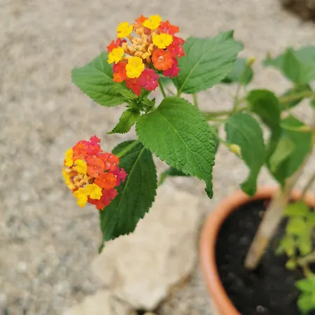 Casa Picamilho Apartment