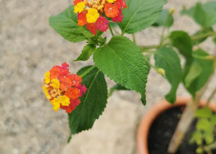 Casa Picamilho Apartman